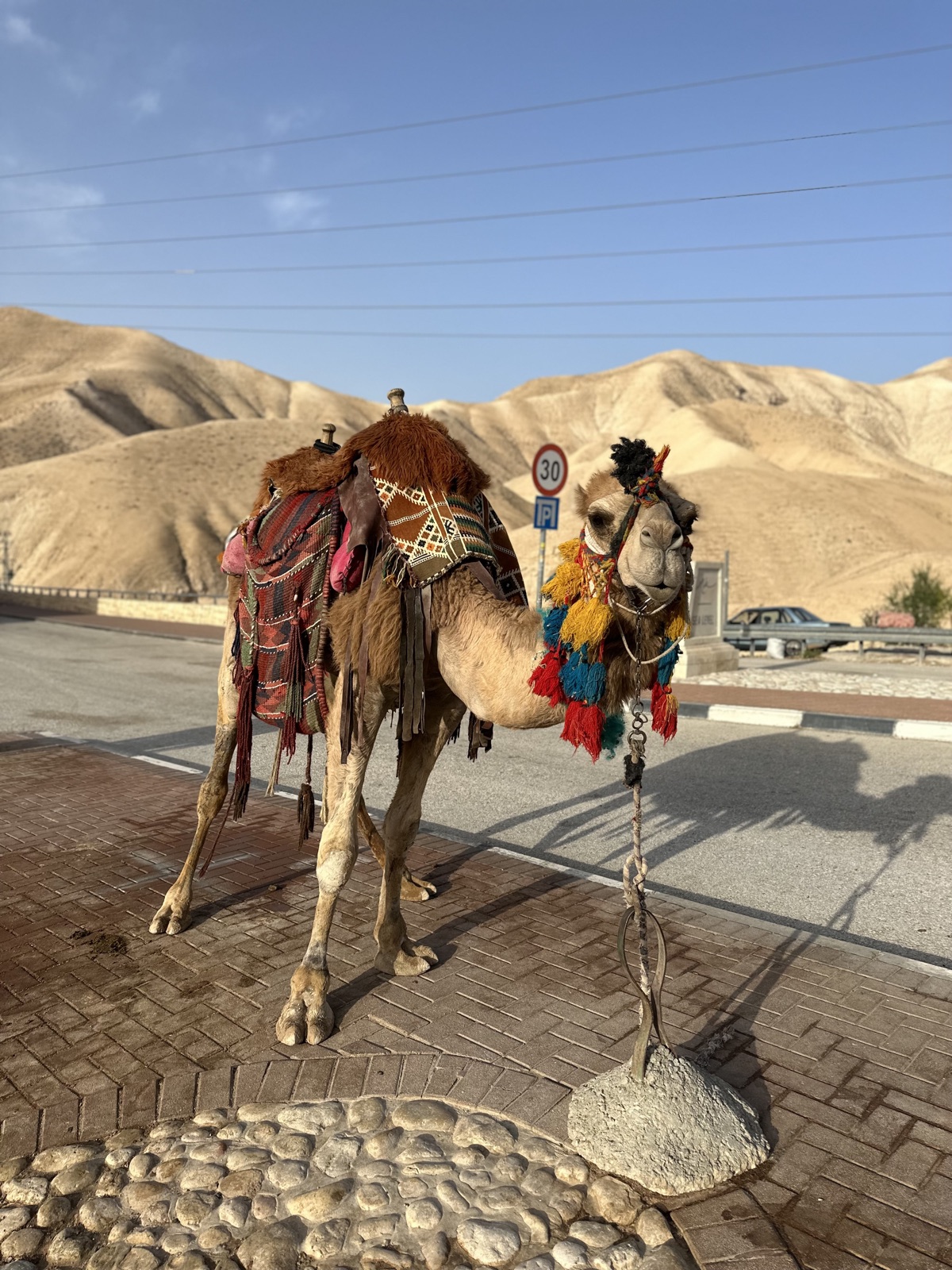 A camel in the West Bank, photographed by Lee Hnetinka