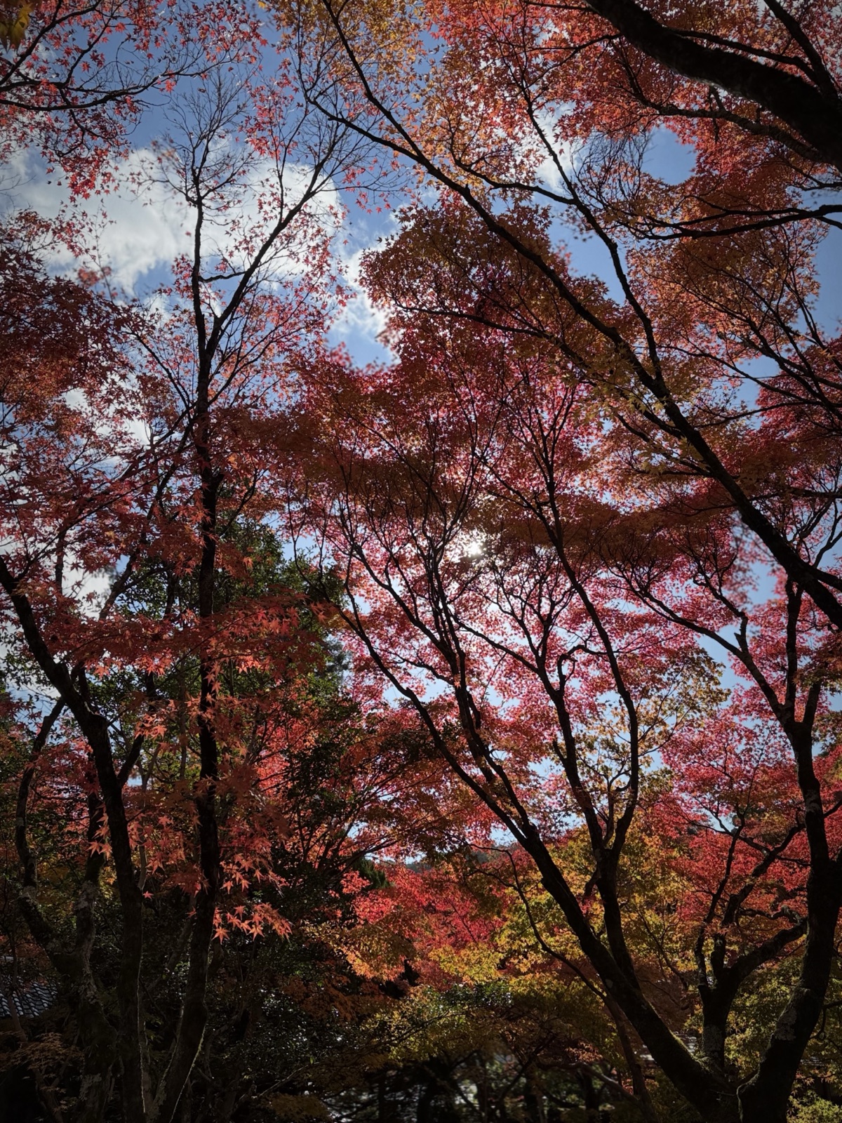 A canopy of red autumn maple at Saihō-ji in Kyoto, Japan, photographed by Lee Hnetinka