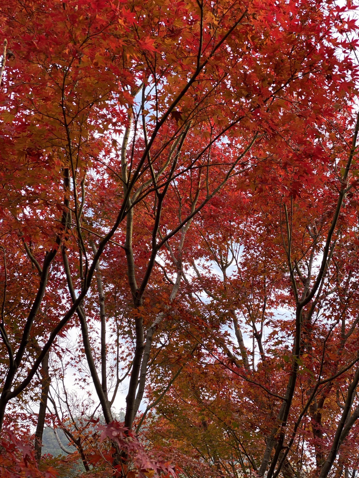 Red autumn maple leaves (momiji) at Saihō-ji against the Kyoto sky, Japan, photographed by Lee Hnetinka