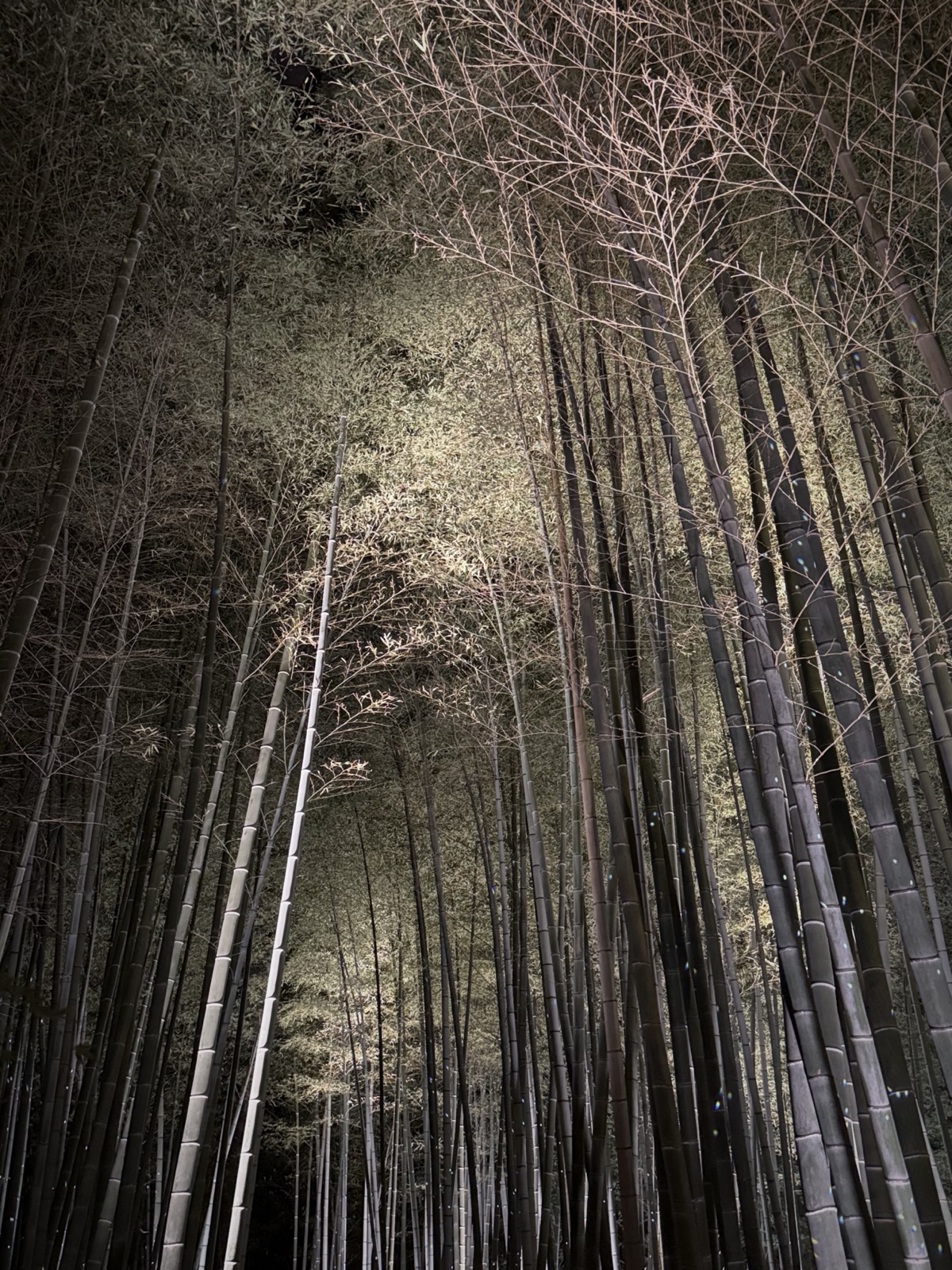 A bamboo grove in Kyoto, Japan, photographed by Lee Hnetinka