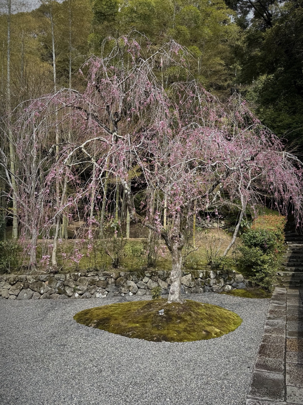 A still canal in Kyoto in spring, Japan, photographed by Lee Hnetinka