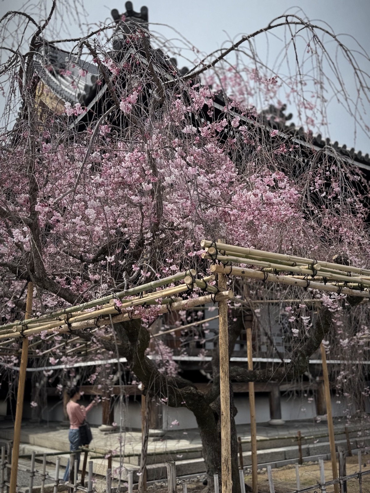A weeping cherry tree in bloom at Saihō-ji, the moss temple (Kokedera), in Kyoto, Japan, photographed by Lee Hnetinka