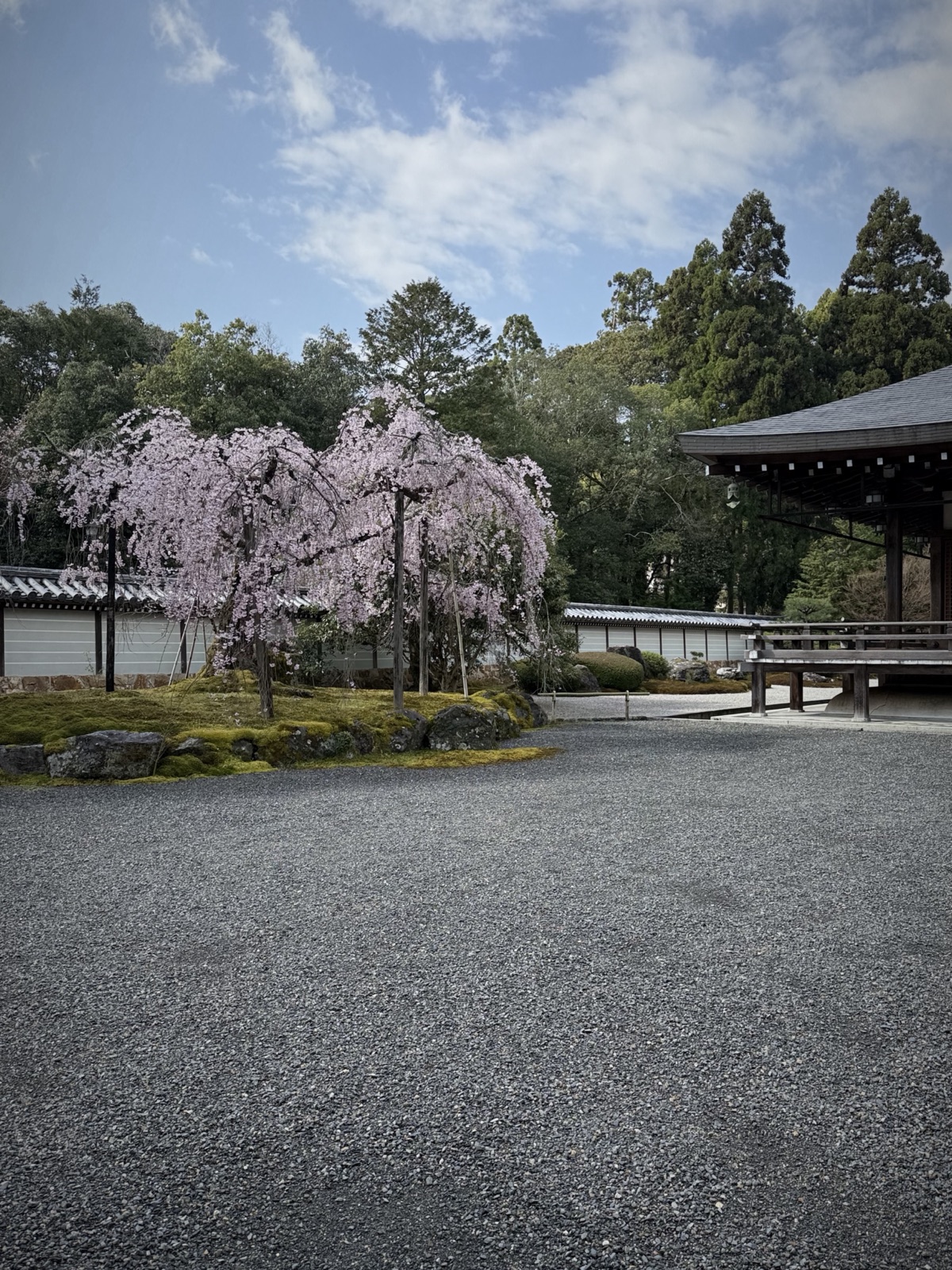 Cherry blossoms at Saihō-ji in Kyoto in spring, Japan, photographed by Lee Hnetinka