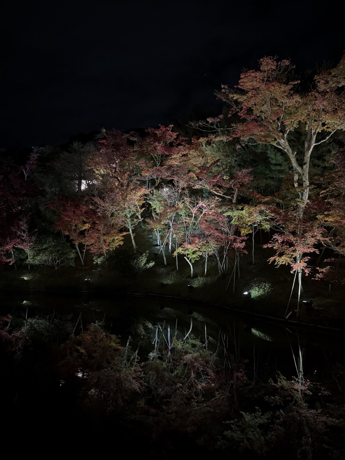 Illuminated autumn maples at night in a Kyoto garden, Japan, photographed by Lee Hnetinka