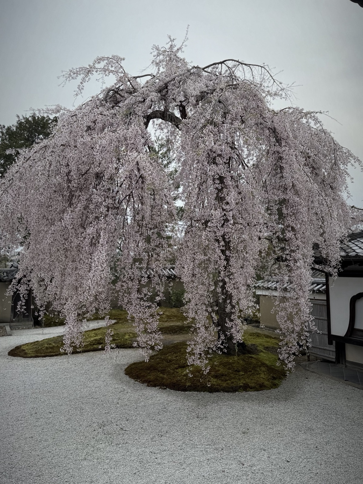 A weeping cherry tree (shidarezakura) in full bloom at Saihō-ji in Kyoto, Japan, photographed by Lee Hnetinka