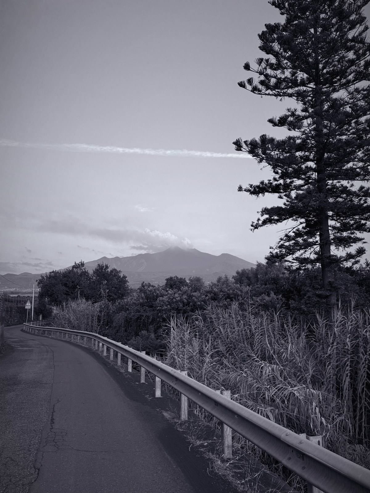 Country road and a Norfolk pine with Mount Etna beyond, eastern Sicily, Italy, photographed by Lee Hnetinka