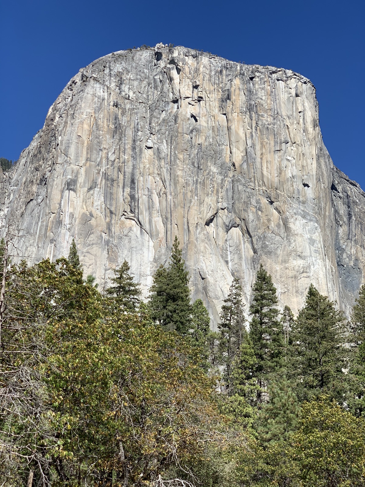 El Capitan rising over the trees in Yosemite National Park, California, photographed by Lee Hnetinka