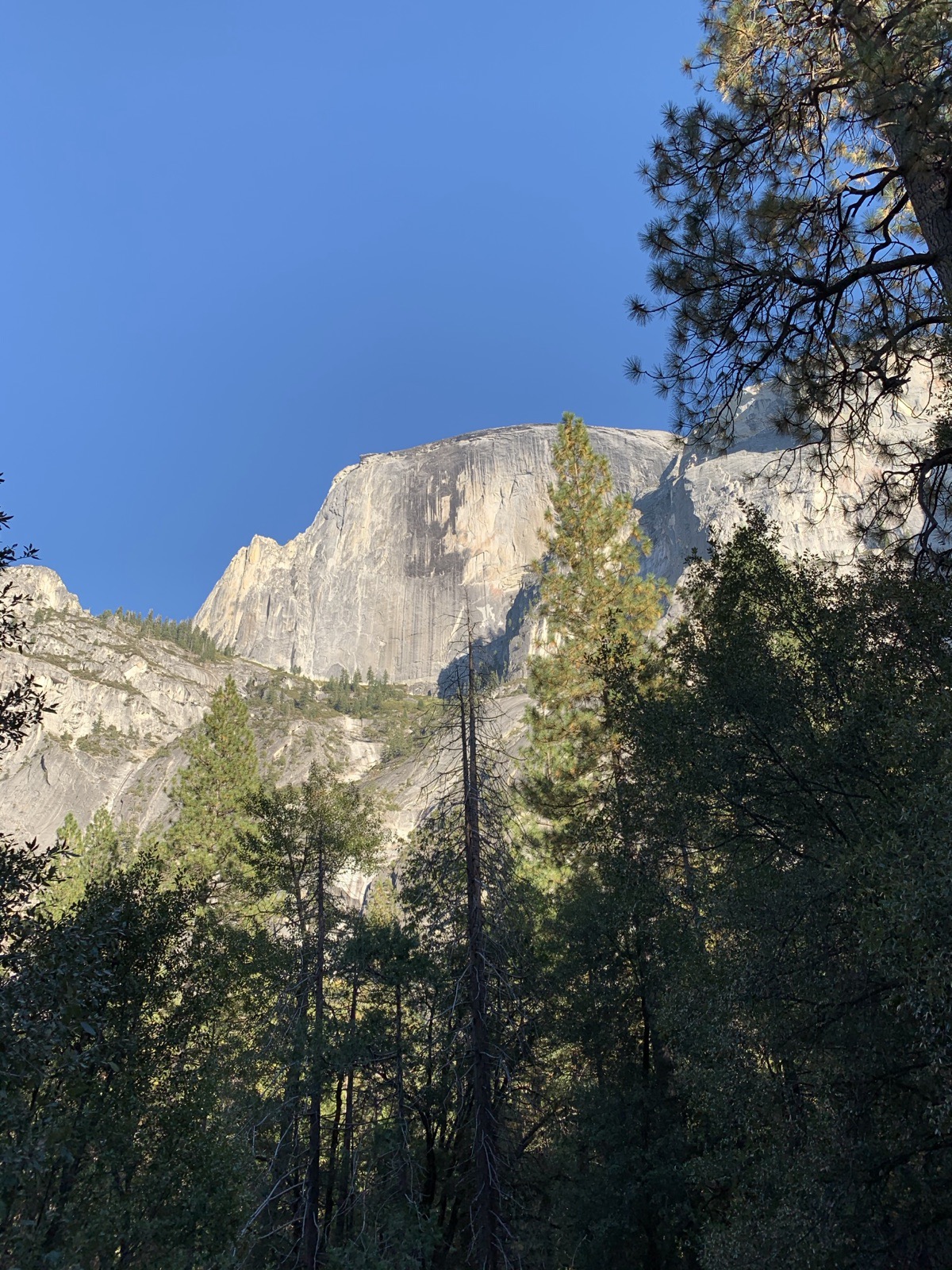 Granite walls and tall pines in Yosemite National Park, California, photographed by Lee Hnetinka